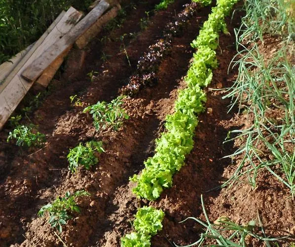 El Jardin De Manuela Tatil Evi *